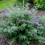 Буддлея: посадка, выращивание и уход