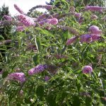 Буддлея Давида: особенности посадки и ухода