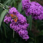 Буддлея Давида: особенности посадки и ухода