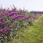 Буддлея Давида: особенности посадки и ухода