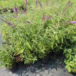 Буддлея Давида: особенности посадки и ухода