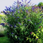 Буддлея Давида: особенности посадки и ухода