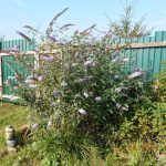 Буддлея Давида: особенности посадки и ухода