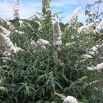 Буддлея Давида: особенности посадки и ухода