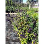 Буддлея Давида: особенности посадки и ухода