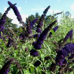 Буддлея Давида: особенности посадки и ухода