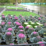 Декоративная капуста: выращивание и уход