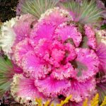 Декоративная капуста: выращивание и уход