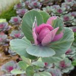 Декоративная капуста: выращивание и уход