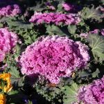 Декоративная капуста: выращивание и уход