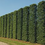 Граб: самые привлекательные виды растения