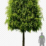 Граб: самые привлекательные виды растения