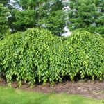 Граб: самые привлекательные виды растения