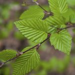 Граб: самые привлекательные виды растения