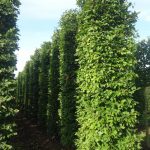 Граб: самые привлекательные виды растения