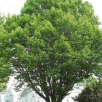 Граб: самые привлекательные виды растения