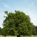 Граб: самые привлекательные виды растения