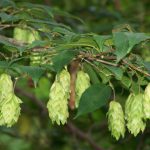 Граб: самые привлекательные виды растения