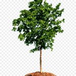 Граб: самые привлекательные виды растения