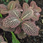 Фиттония: характеристика видов и особенности выращивания