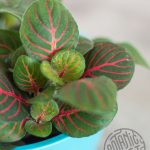 Фиттония: характеристика видов и особенности выращивания