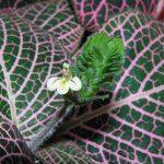 Фиттония: характеристика видов и особенности выращивания