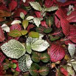 Фиттония: характеристика видов и особенности выращивания