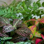 Фиттония: характеристика видов и особенности выращивания