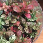 Фиттония: характеристика видов и особенности выращивания