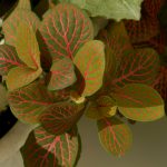 Фиттония: характеристика видов и особенности выращивания