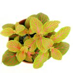 Фиттония: характеристика видов и особенности выращивания