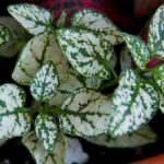 Фиттония: характеристика видов и особенности выращивания