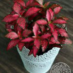 Фиттония: характеристика видов и особенности выращивания