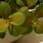 Фиттония: характеристика видов и особенности выращивания