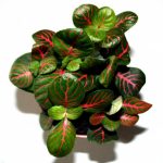 Фиттония: характеристика видов и особенности выращивания