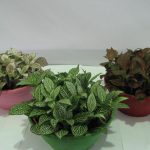 Фиттония: характеристика видов и особенности выращивания