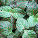 Фиттония: характеристика видов и особенности выращивания