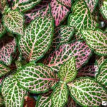 Фиттония: характеристика видов и особенности выращивания