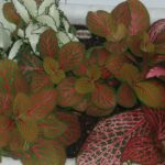 Фиттония: характеристика видов и особенности выращивания