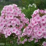 Флоксы: благоухающая россыпь на вашем участке