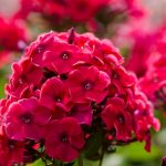 Флоксы: благоухающая россыпь на вашем участке