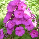 Флоксы: благоухающая россыпь на вашем участке