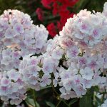 Флоксы: благоухающая россыпь на вашем участке