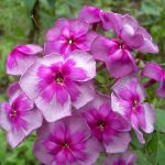 Флоксы: благоухающая россыпь на вашем участке