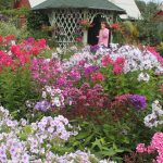 Флоксы: благоухающая россыпь на вашем участке