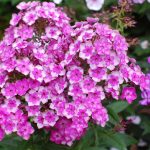 Флоксы: благоухающая россыпь на вашем участке