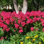 Флоксы: благоухающая россыпь на вашем участке