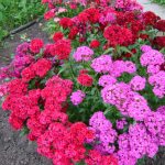 Флоксы: благоухающая россыпь на вашем участке