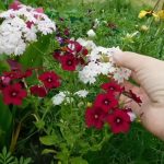 Флоксы: благоухающая россыпь на вашем участке