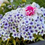 Флоксы: благоухающая россыпь на вашем участке